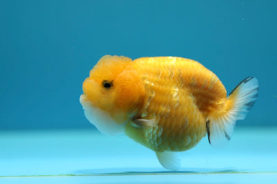 Femelle Lionchu Tigre 3-3,2 pouces #0210RC_04