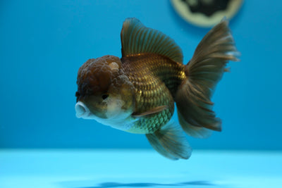 Oranda negra hembra de 5 a 5,5 pulgadas #0112OR_24