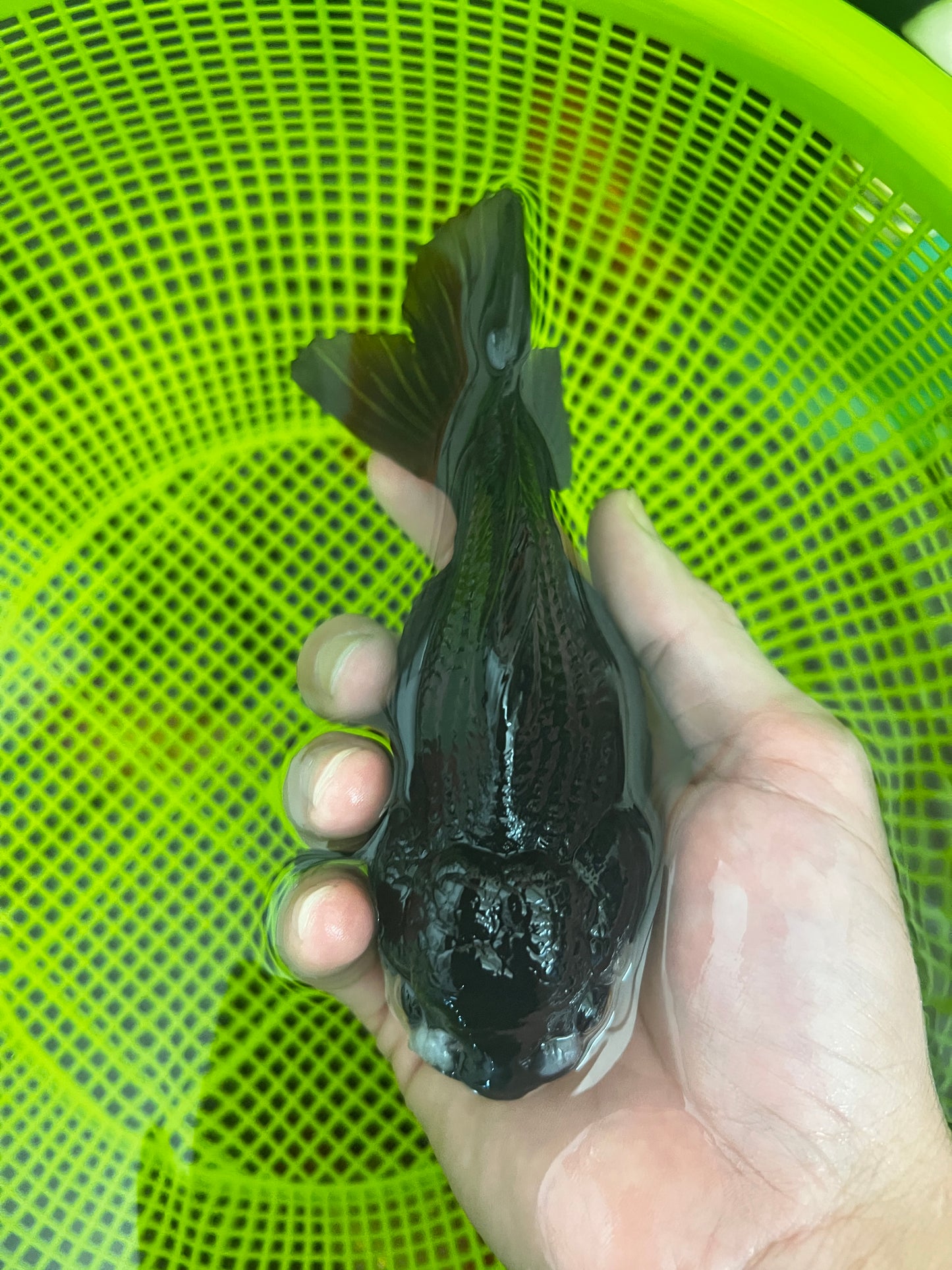 Oranda Panda Femelle 4,5-5 pouces #1230OR_03