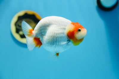 AAA Lionchu Red White Female 4.5-5 inches #1209_20