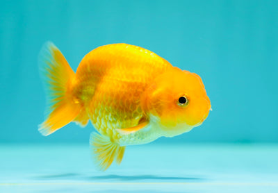 Buffle thaï Ranchu mâle 3,5 pouces #0310RC_20