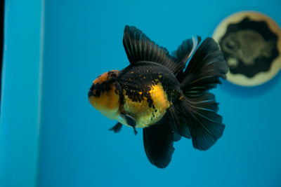 Super Apache Thai Oranda #13 5-5.5 inches Male