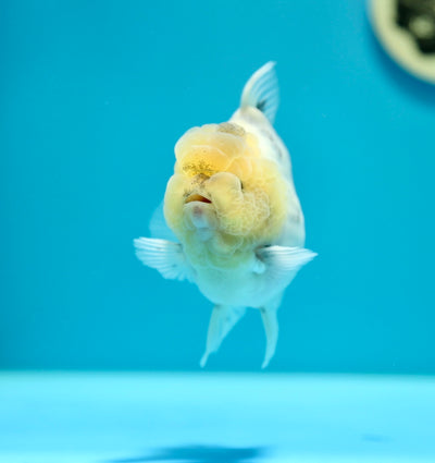 Yuanbao White Tiger Lemon head Male 3.5-4 inches #0203YB_06