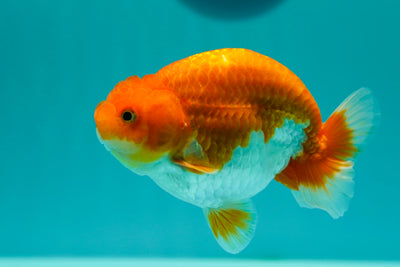 Buffalo Ranchu mâle 4,5 pouces #0317RC_11