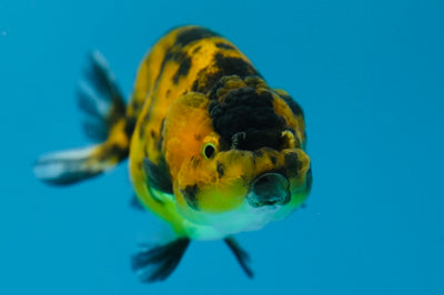 Lionchu Tiger 3-3,5 pouces #0119RC_10