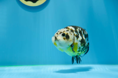 Macho Calico Ranchu de 4,5 a 5 pulgadas n.° 1118RC_03