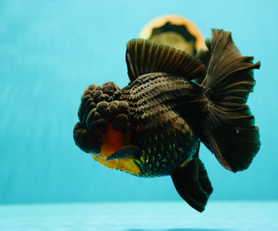 Apache Oranda de catégorie A, femelle de 5,5 à 6 pouces #0310OR_27