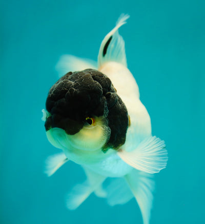 Panda Oranda Macho 4-4.5 pulgadas #0324OR_14