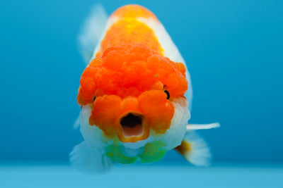 León chu hembra de grado AAA de 4,5 a 5 pulgadas n.° 0112RC_04