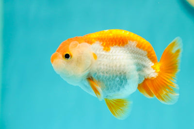 Buffalo Ranchu mâle 4 pouces #0414RC_23