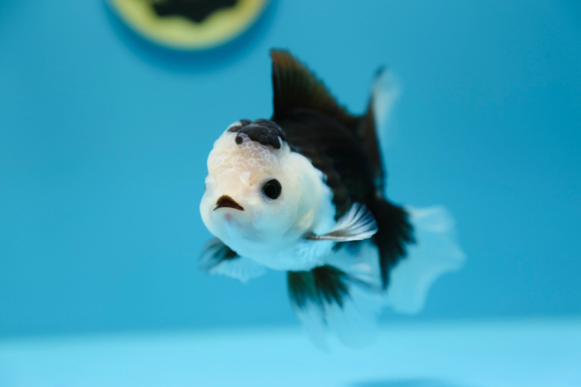 Panda Goldfish Black Oranda Goldfish For Sale Panda Oranda