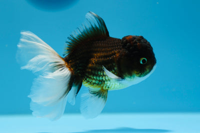 Tricolor Oranda Male 4.5-5 inches #0119OR_03