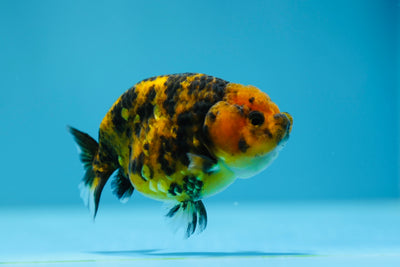 Super Tiger Lionchu 3-3,5 pouces #1223RC_09