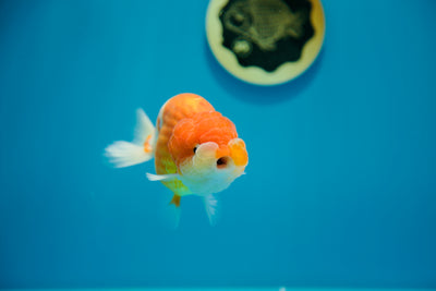 León Rey Sakura 4,5-5 pulgadas Macho #0320LC_1