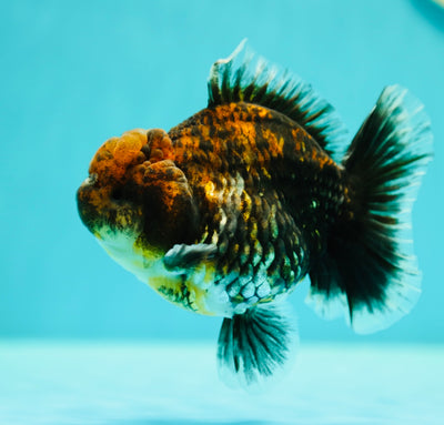 Dark Tiger Oranda Female 4.5 inches #0407OR_08