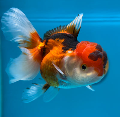 Super Tricolor Oranda Female 5-5.5 inches #1109TO_01