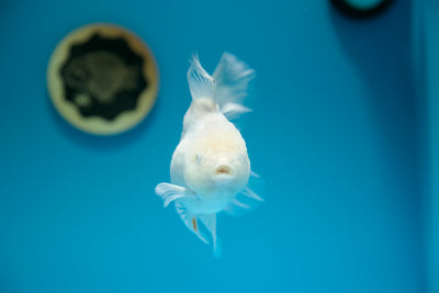 Sakura Super White #09 Oranda 5 pulgadas hembra