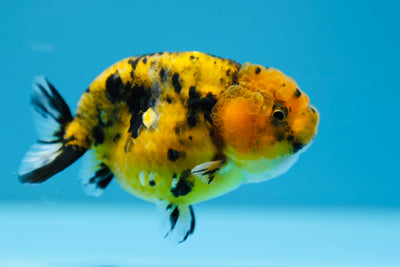 Lionchu Tiger 3-3,5 pouces #0119RC_12