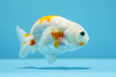 Sakura Ranchu Femelle 3,5-4 pouces #1231RC _01