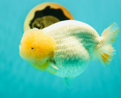 Reine des Lions Blanche Neige de catégorie AAA 5-5,5 pouces #0407LO_07