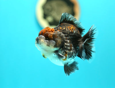 Yuanbao Kirin Male 3-3.2 inches #0217YB_02