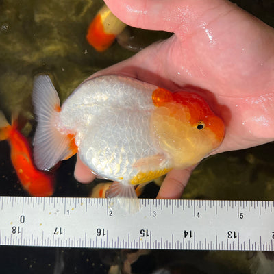 AAA Lionchu Red White Female 4.5-5 inches #1209_18