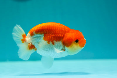 Buffalo Ranchu Mâle 4-4,5 pouces #0317RC_15