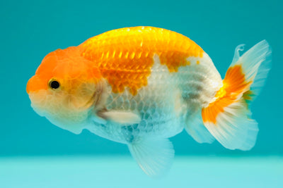 Cheeky Buffalo Ranchu Mâle 4,5 pouces #0317RC_13