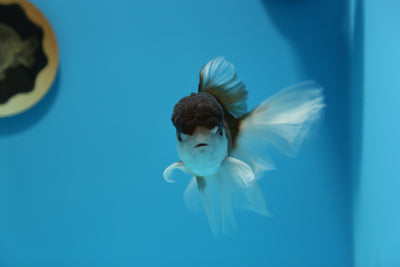 Oranda Panda Mâle 4,5-5 pouces #1230OR_05