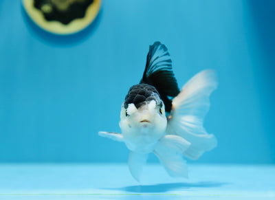 Panda Oranda Mâle 4,5-5 pouces #1216OR_02