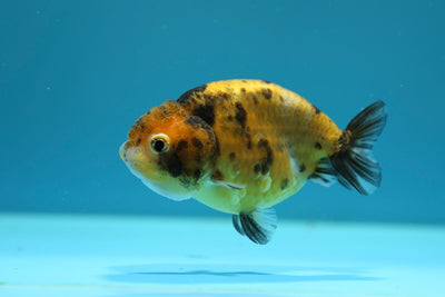 Femelle Lionchu Tigre 3,5 pouces #0210RC_05