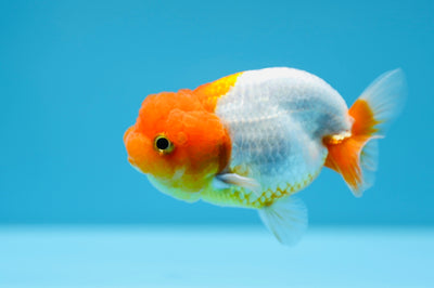 Lionchu 3,5-4 pulgadas #0106RC_01