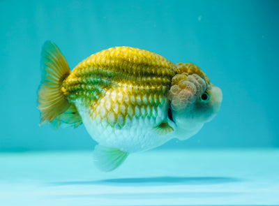 RARE Buffle thaï Ranchu mâle 4,5 pouces #0310RC_23