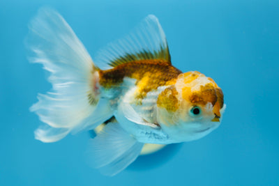 Tricolore Oranda Mâle 5-5,5 pouces #0119OR_01