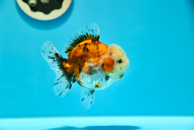 Yuanbao Calico Female 3.5-4 inches #0203YB_09