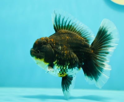 Grado AAA Kirin Oranda Macho 4.5-5 pulgadas #0331OR_07