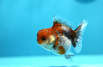 Yuanbao Calico Female 3-3.5 inches #0217YB_01