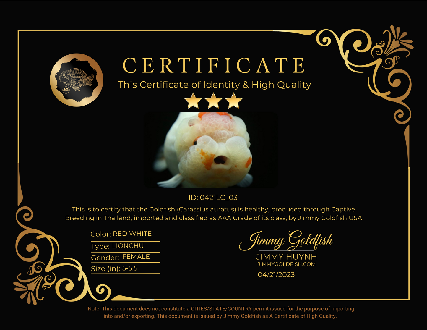 AAA SUPER LionQueen 5-5.5 inches #0421LC_03