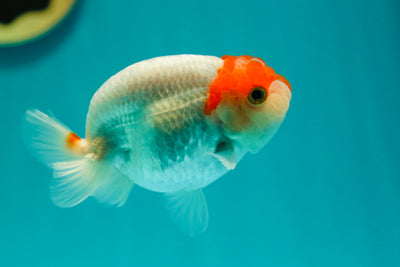 Buffalo Ranchu mâle 3,5-4 pouces #0324RC_05