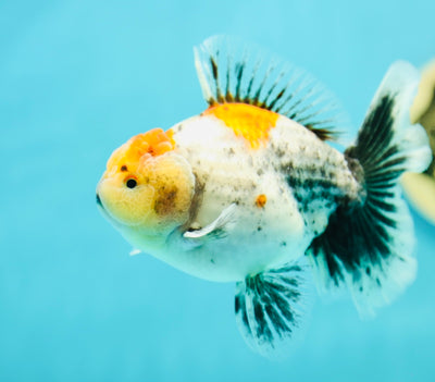 A Grade Calico Oranda Male 4.5-5 inches #0331OR_15