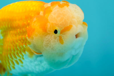 Tête de lion de qualité AAA SUPER HEAD 4,5 pouces #0407LO_03