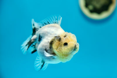 Yuanbao White Tiger Lemon head Male 3.5-4 inches #0203YB_04