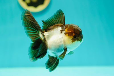 Panda Oranda Hembra 4.5 Pulgadas #0414OR_10