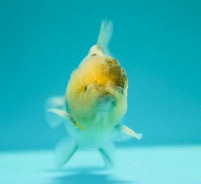 Yuanbao Lemon Head Mâle 4-4,2 pouces #0303YB_02