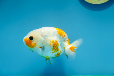 Sakura Ranchu Macho 4-4,5 pulgadas #1118RC_12