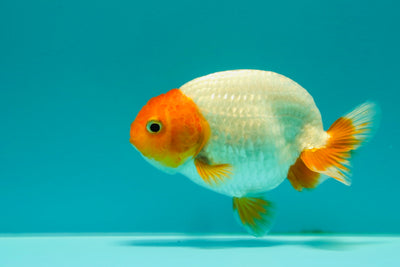 Buffle à tête rouge Santa Ranchu femelle 3,5 à 4 pouces #0317RC_25