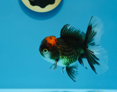 Naranja 4,5-5 pulgadas #0106OR_07