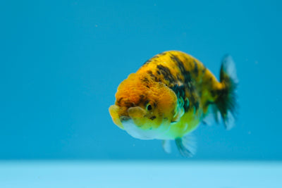 Tigre Lionchu de 3 a 3,5 pulgadas #0112RC_17