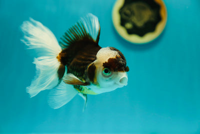 Oranda Panda Hembra 5 pulgadas #0303OR_04