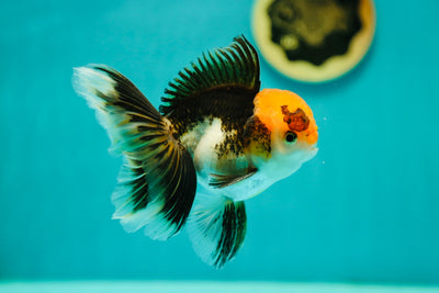 Tricolore Oranda Mâle 4,5 pouces #0421OR_03